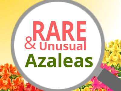 Rare Azaleas