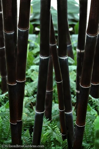 Black Bamboo - Phyllostachys nigra - 3 Gallon Pot (Single Cane: 4-6'+)