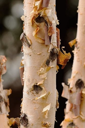 DuraHeat River Birch (Betula nigra) - 3 Gallon Pot