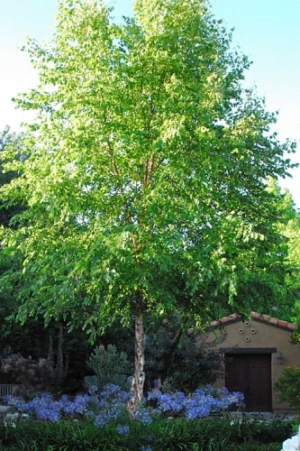 River Birch Tree (Single Trunk) - 3 Gallon Pot