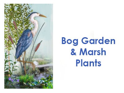 Bog, Marsh | Swamp Plants