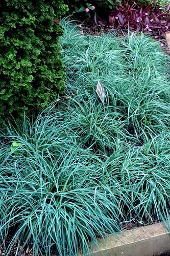 Blue Zinger Sedge Grass (Carex flacca) - 1 Gallon Pot