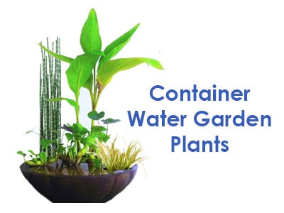 Container Water Garden Plants