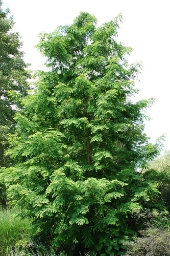 Dawn Redwood Tree (Metasequoia glyptostroboides) - 3 Gallon Pot (2.5-3')