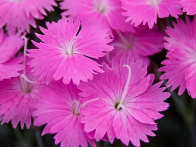 Dianthus | Cottage Pinks