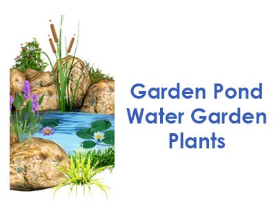 Pond | Water Garden Plants
