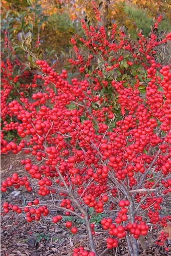 Male & Female Winterberry Holly Combo (2-Pack of 3 Gallon Pots)
