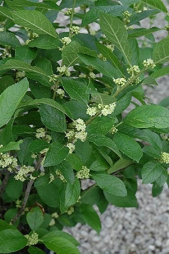 Southern Gentleman Winterberry Male Holly - 3 Gallon Pot