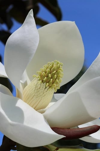 Brackens Brown Beauty Magnolia - 1 Gallon Pot