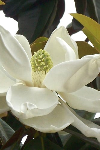 D. D. Blanchard Southern Magnolia - 1 Gallon Pot