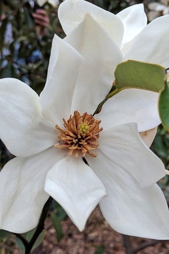 Eternal Spring Magnolia - 3 Gallon Pot