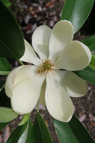 Green Shadow Sweetbay Magnolia Tree (Magnolia virginiana) - 3 Gallon Pot (4-5')