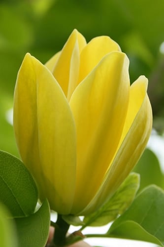 Yellow Bird Magnolia Tulip Tree - 1 Gallon Pot