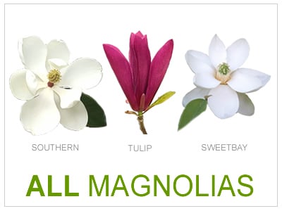 All Magnolias