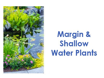 Margin | Shallow Water Plants