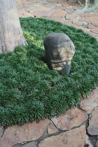 Dwarf Mondo Grass - 18 Count Flat of Pint Pots