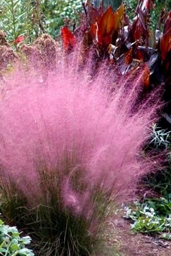 Pink Muhly Grass - Cotton Candy Grass - 6 Pack of 1 Gallon Pots