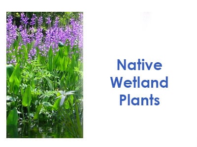 Native Wetland Plants