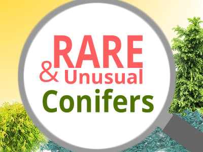 Rare Conifers