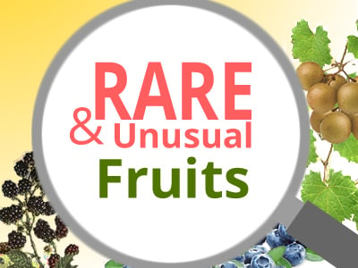 Rare Fruit Plants