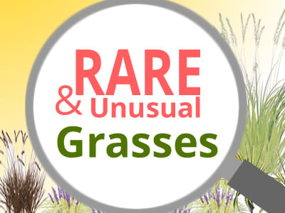 Rare Grass Plants