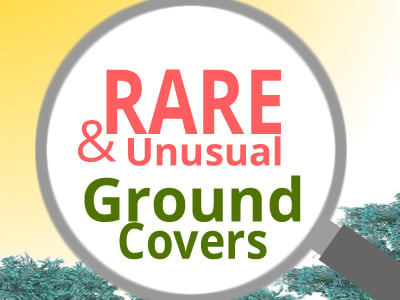 Rare Groundcovers