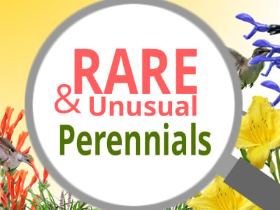 Rare Perennials