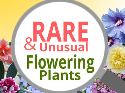 Rare Flowering Plants 