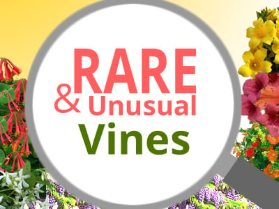Rare Vines
