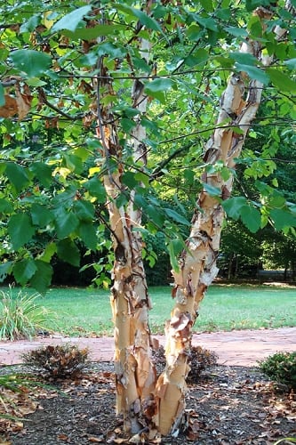 River Birch Tree (Betula nigra) - 3 Pack of 1.5 Quart Pots