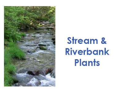 Streambank | Riverbank Plants