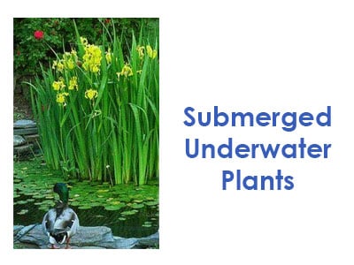 Submerged | Underwater Plants