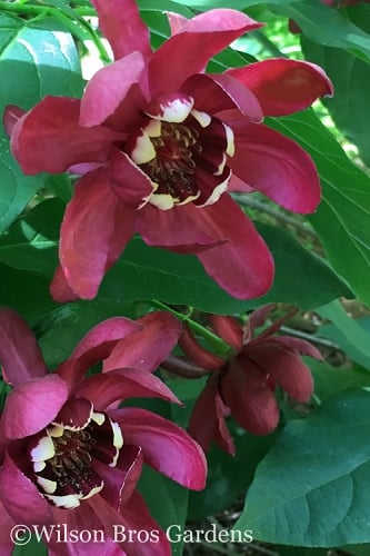 Aphrodite Sweetshrub (Carolina Allspice) - Calycanthus - 1 Gallon Pot