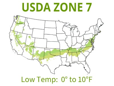 Conifers | USDA Zone 7
