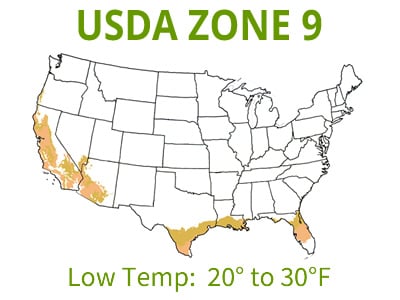 Perennials | USDA Zone 9